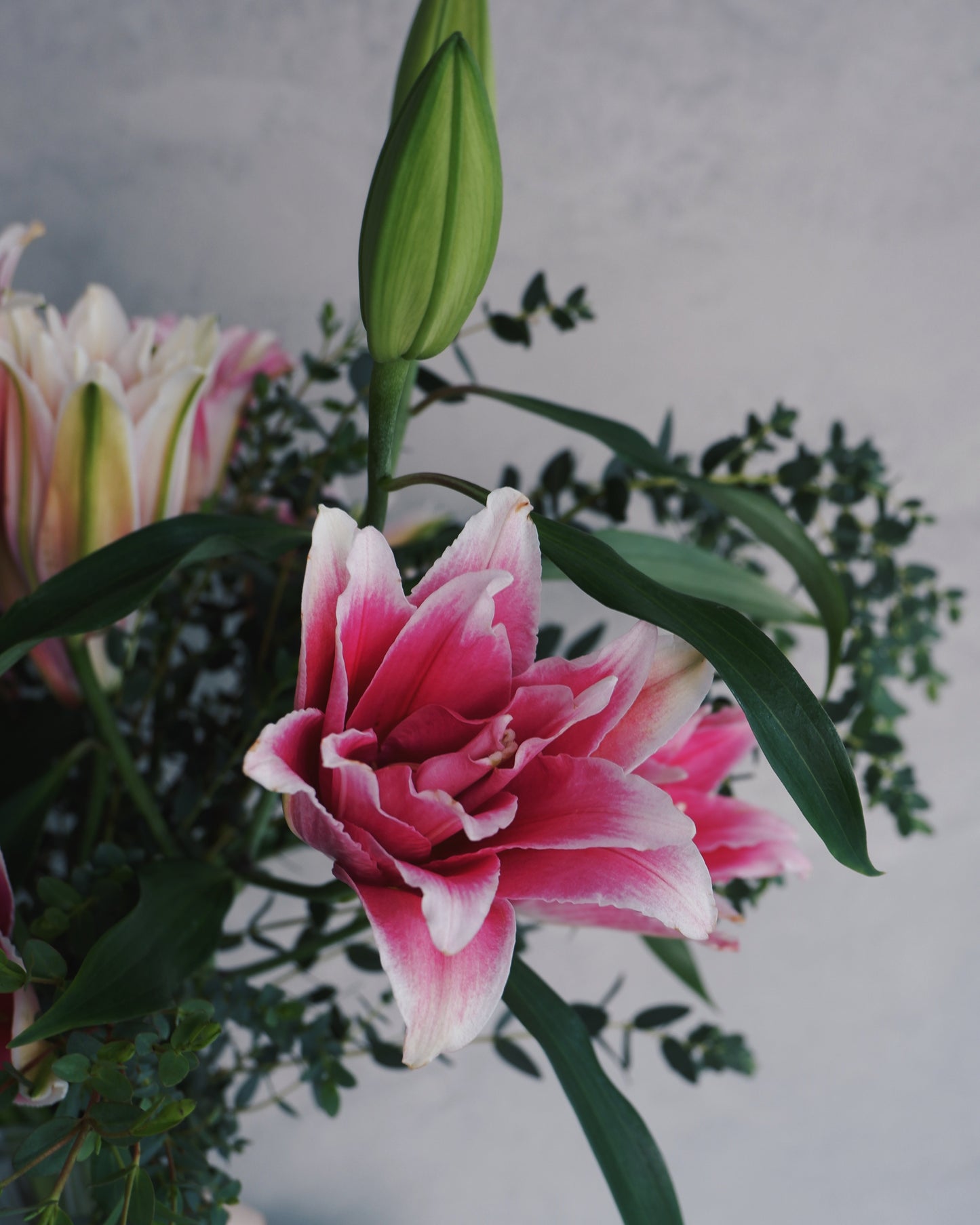 Seri Lily