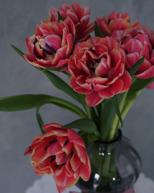 Tulips kasih